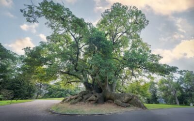 How Tree Roots Could Be Destroying Your Sewer Line (And What to Do About It)
