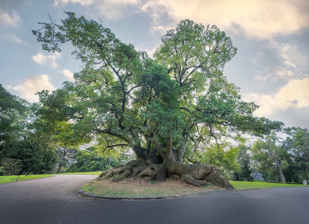 free-photo-of-green-old-oak-tree-in-park